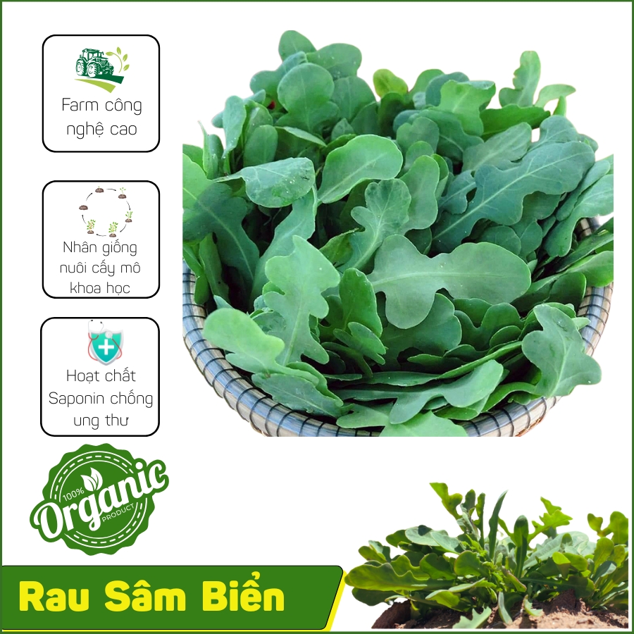 Rau Sâm Biển – Siêu Thực Phẩm Giàu Dinh Dưỡng, Công Dụng Và Cách Chế Biến