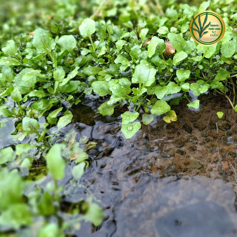 Rau liệt còn có tên gọi khác là cải xoong, xà lách xoong (danh pháp hai phần: Nasturtium officinale hoặc Nasturtium microphyllum) là một loại thực vật thủy sinh hay bán thủy sinh, sống lâu năm và lớn nhanh, có nguồn gốc từ châu Âu tới Trung Á và là một trong số những loại rau ăn được con người dùng từ rất lâu. Các loài thực vật này là thành viên của họ Cải (Brassicaceae), về mặt thực vật học là có họ hàng với rau tần và mù tạc — tất cả chúng đều đáng chú ý vì có mùi vị hăng và cay
